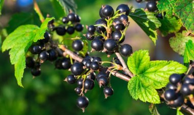 Benefits of Blackcurrants