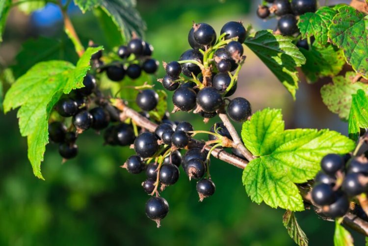 Benefits of Blackcurrants