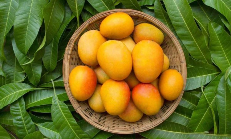 10 Amazing Benefits Of Mango For Skin Health