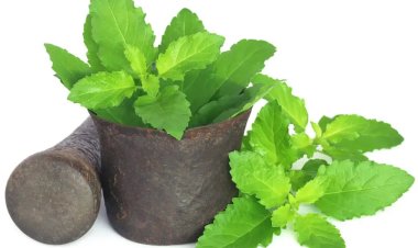 Tulsi has multiple health benefits