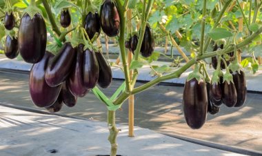 Mind Blowing Health Benefits of Brinjal