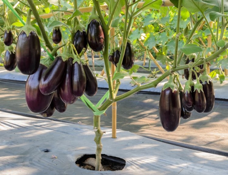 Mind Blowing Health Benefits of Brinjal