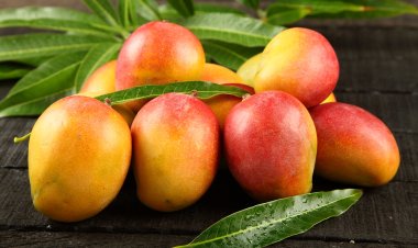 10 Health Benefits of Mangoes