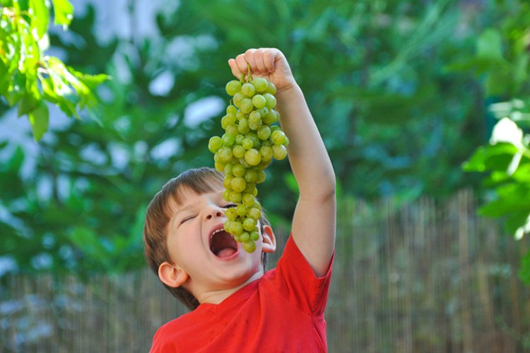 Amazing Benefits Of Grapes For Health And Skin