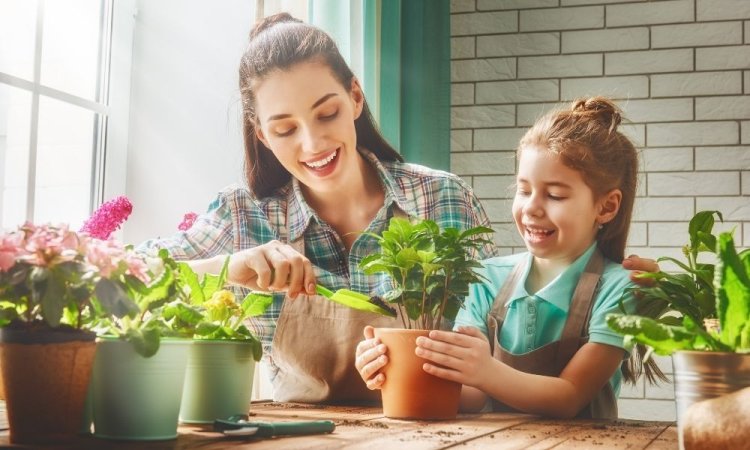 Tips to spruce up your home with plants