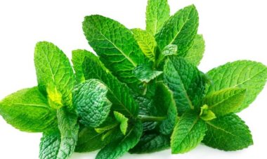 Top 10 Health Benefits of Mint