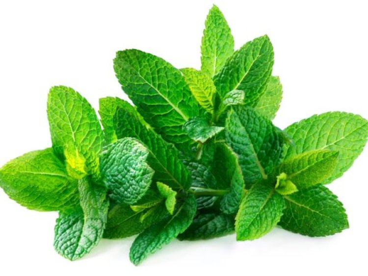 Top 10 Health Benefits of Mint