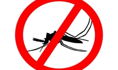 Avoid Dengue by Preventing Mosquito Bites